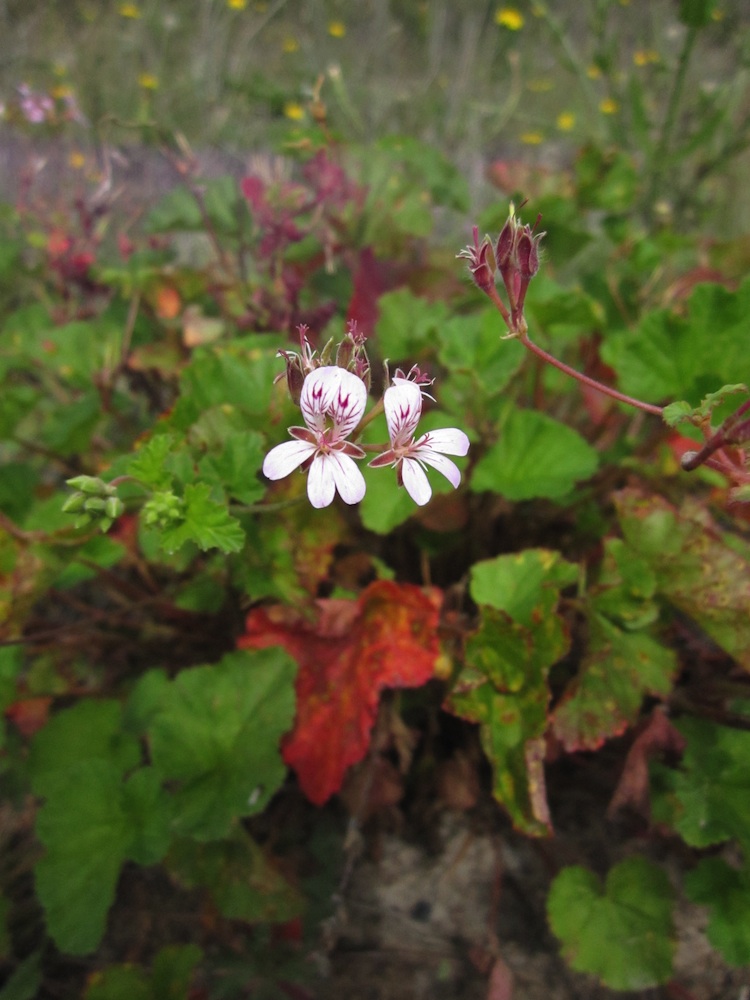Geraniaceae Pelargonium australe