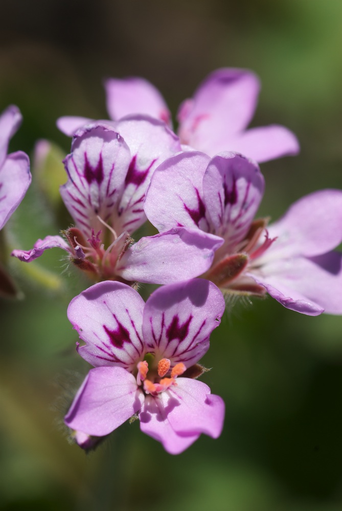 Geraniaceae Pelargonium australe