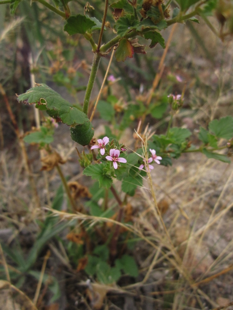 Geraniaceae Pelargonium inodorum