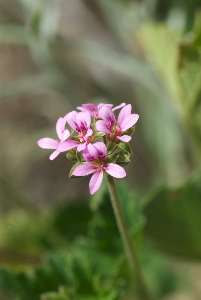 Geraniaceae Pelargonium inodorum