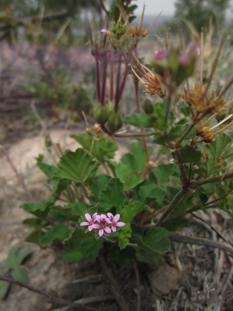 Geraniaceae Pelargonium inodorum