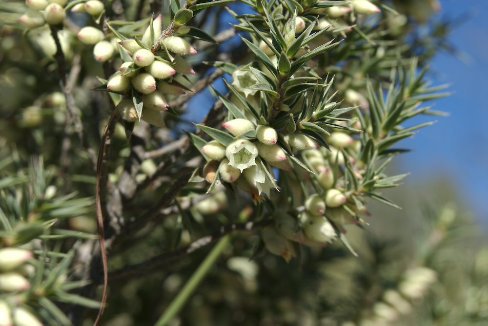 Ericaceae Melichrus urceolatus
