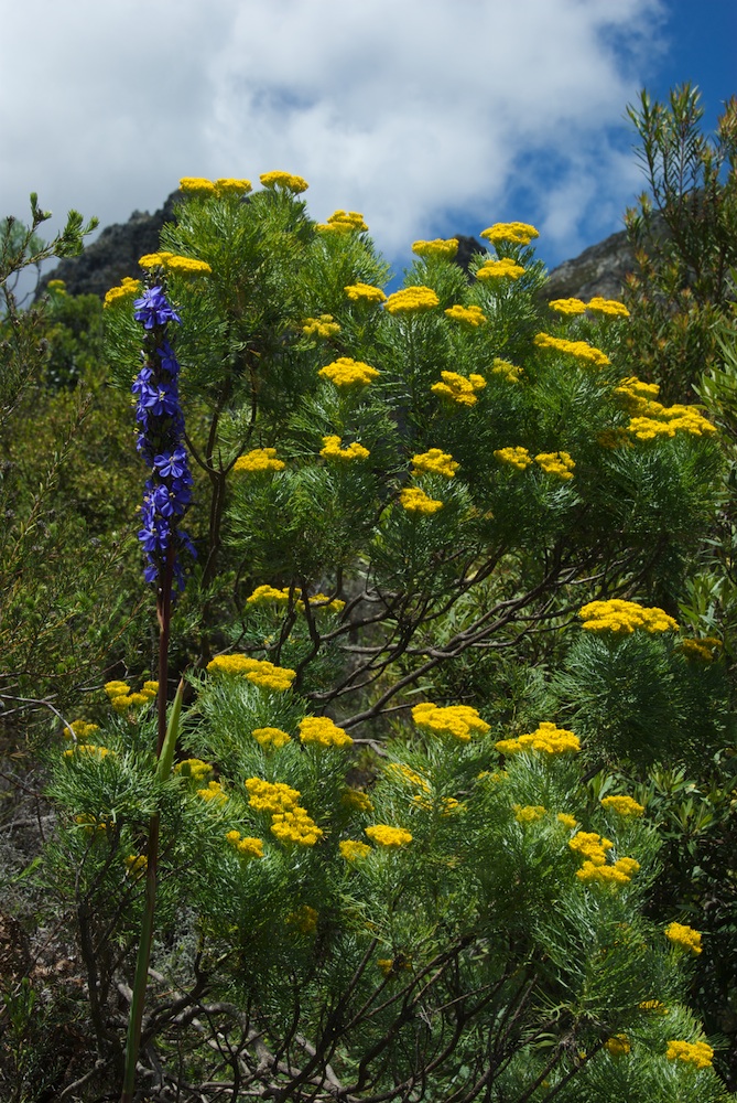 Asteraceae Hymenolepis crithmoides