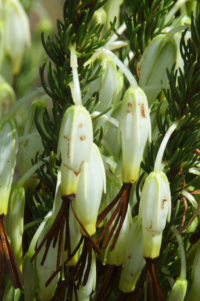 Ericaceae Erica plukenetii