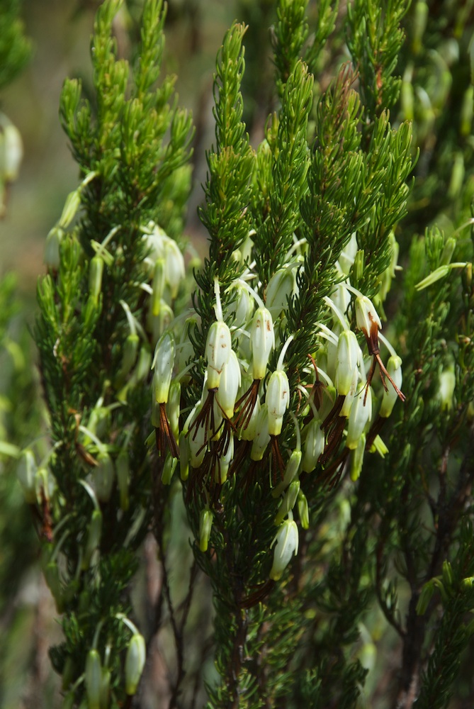 Ericaceae Erica plukenetii