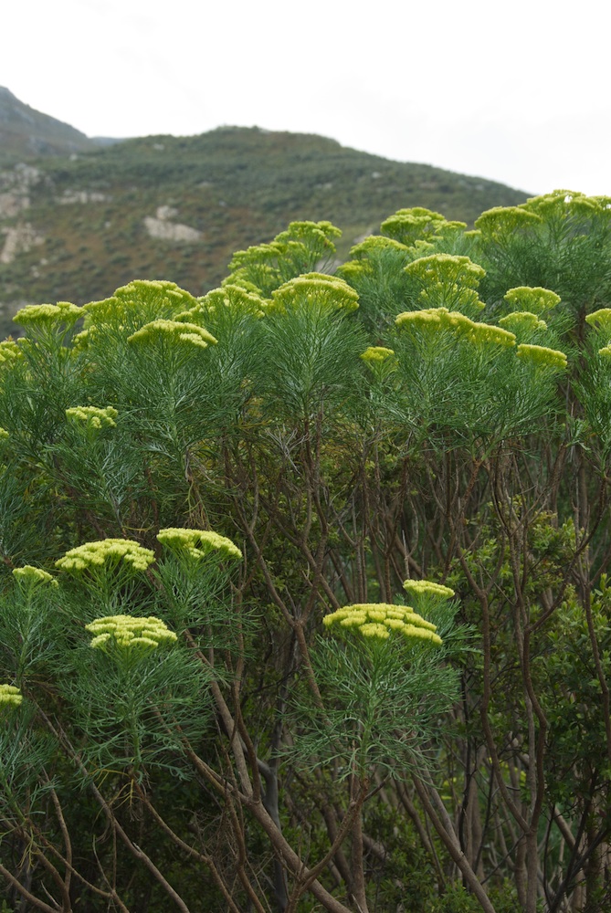 Asteraceae Hymenolepis crithmoides