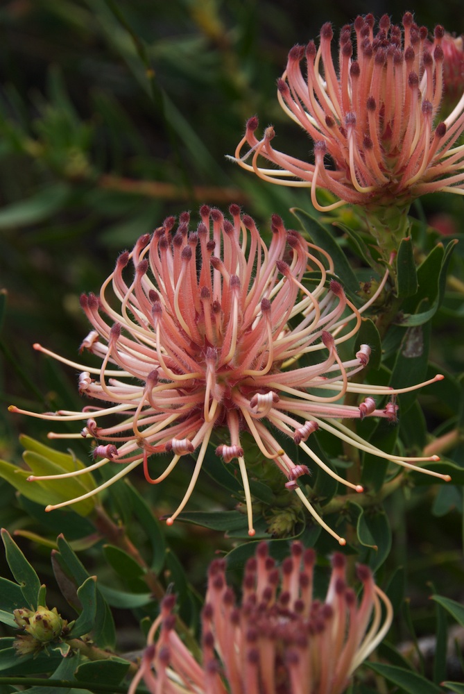 Proteaceae Leucospermum tottum
