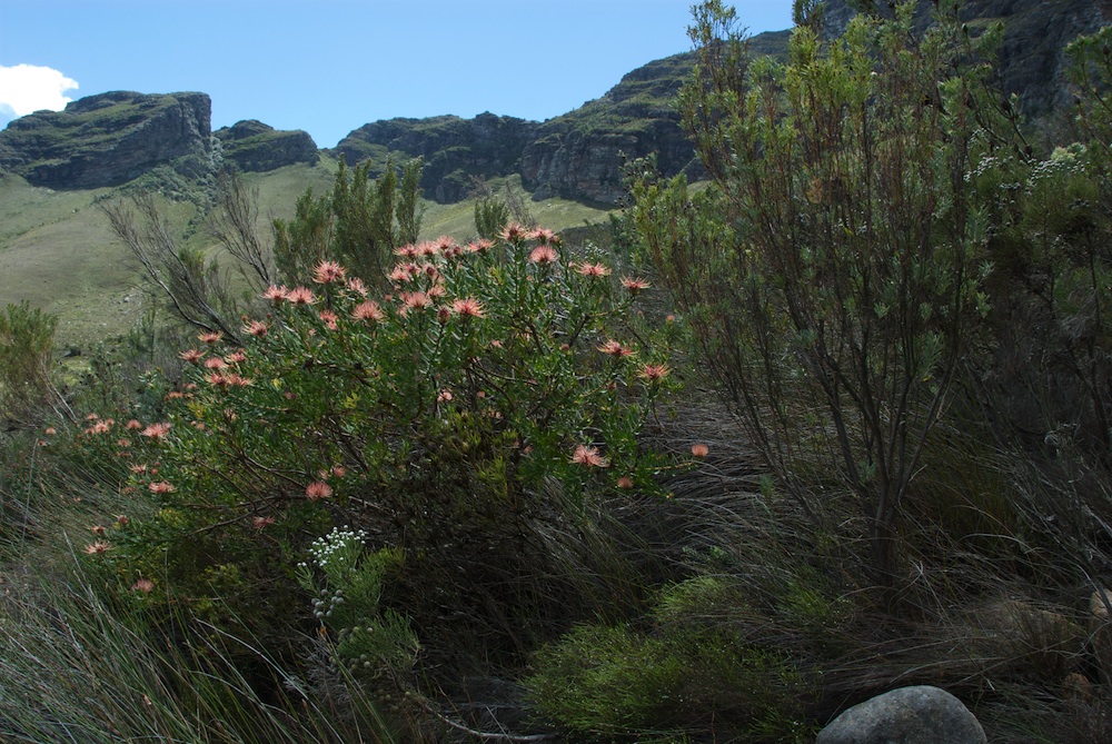 Proteaceae Leucospermum tottum
