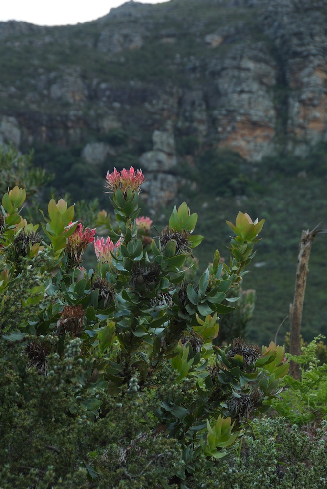 Proteaceae Protea eximia