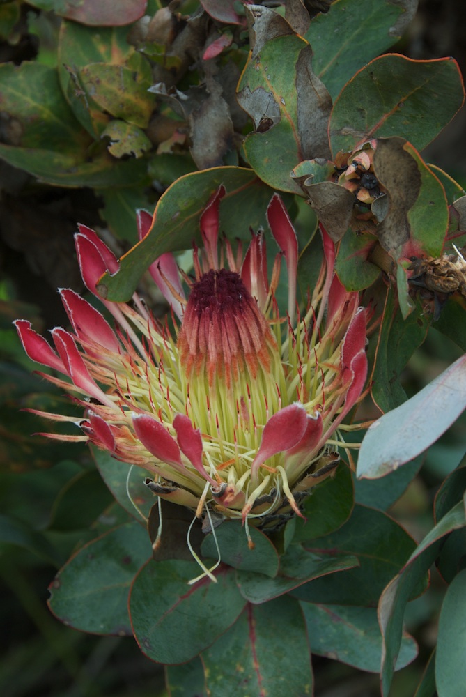 Proteaceae Protea eximia