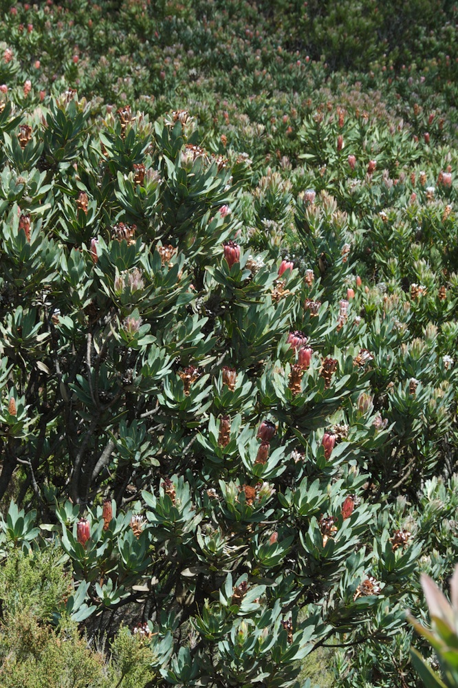 Proteaceae Protea neriifolia
