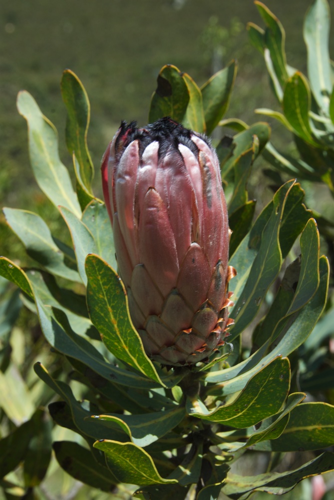 Proteaceae Protea neriifolia