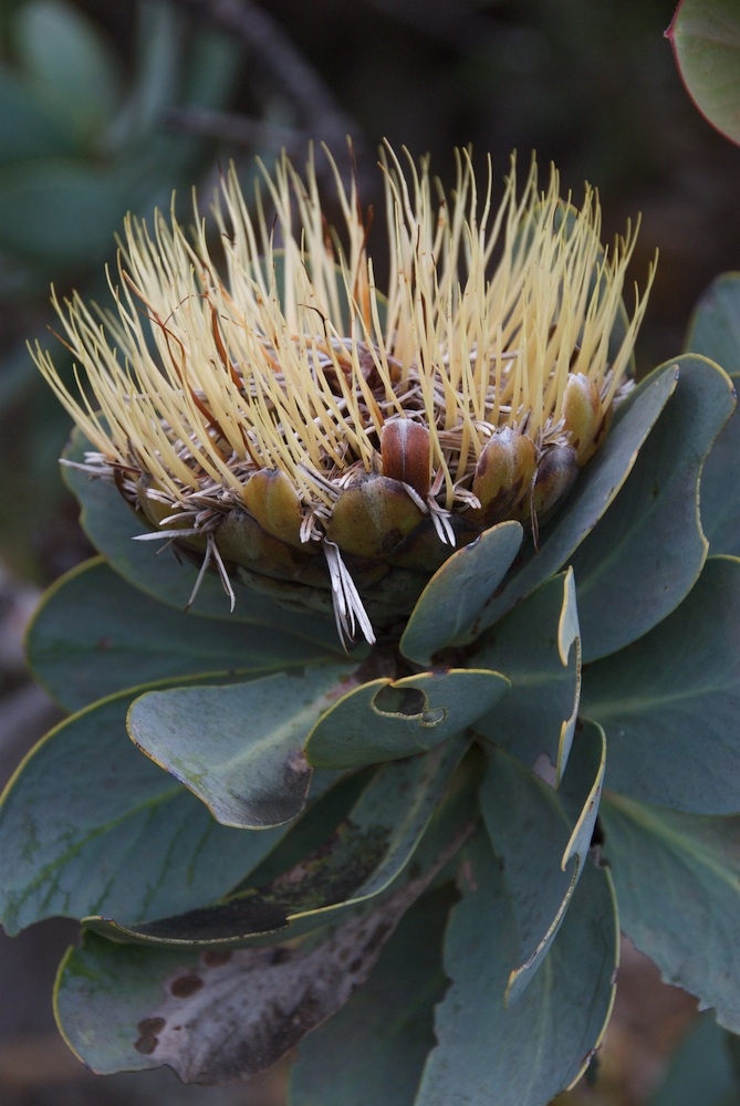 Proteaceae Protea nitida