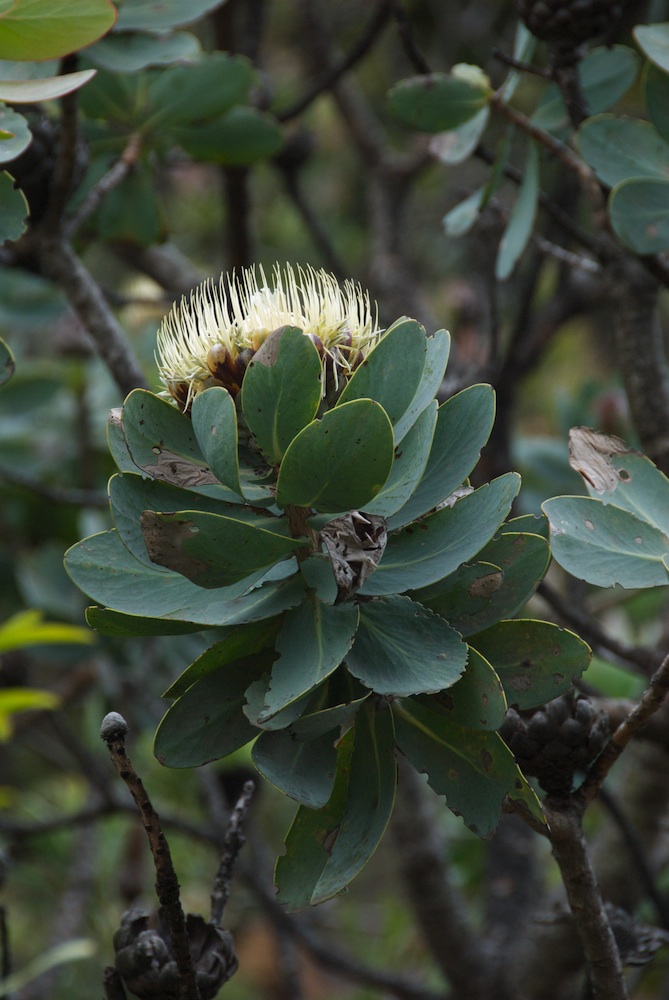 Proteaceae Protea nitida