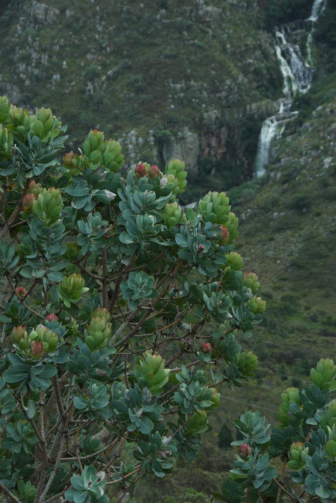 Proteaceae Protea nitida