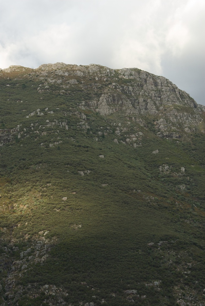 Proteaceae Protea spp