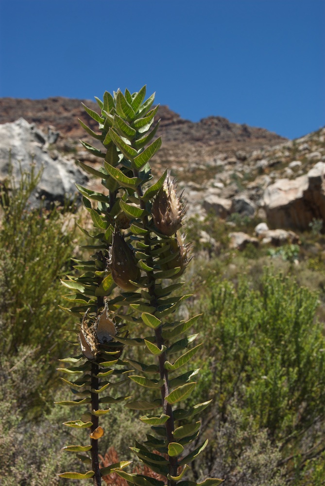 Apocynaceae Gomphocarpus cancellatus