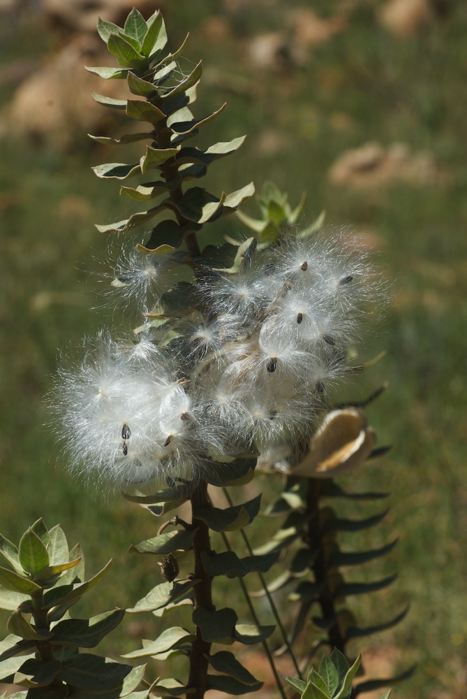 Apocynaceae Gomphocarpus cancellatus