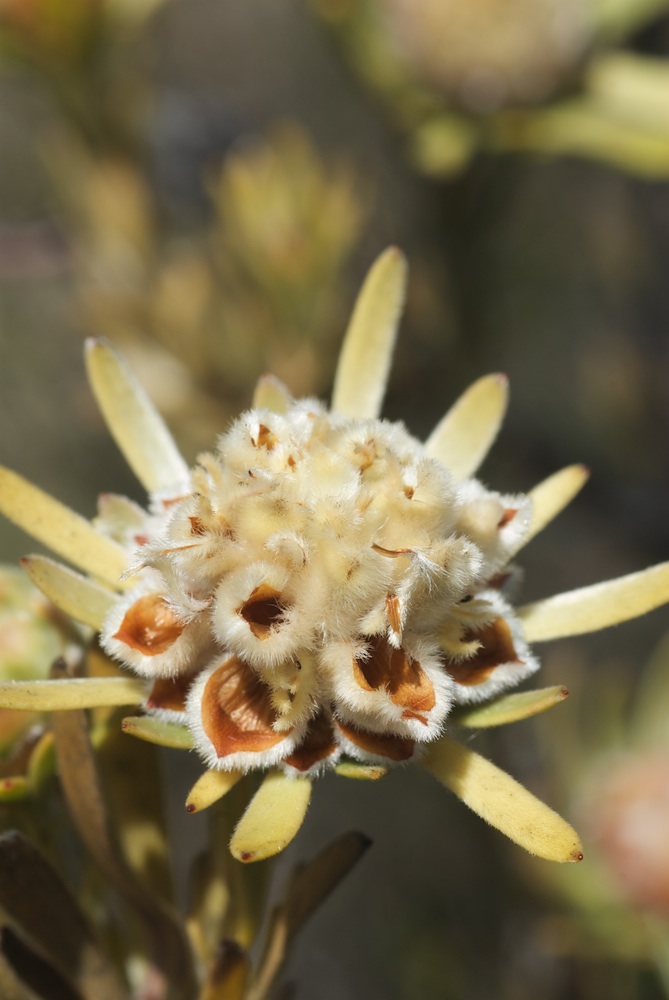 Proteaceae Leucadendron nitidum