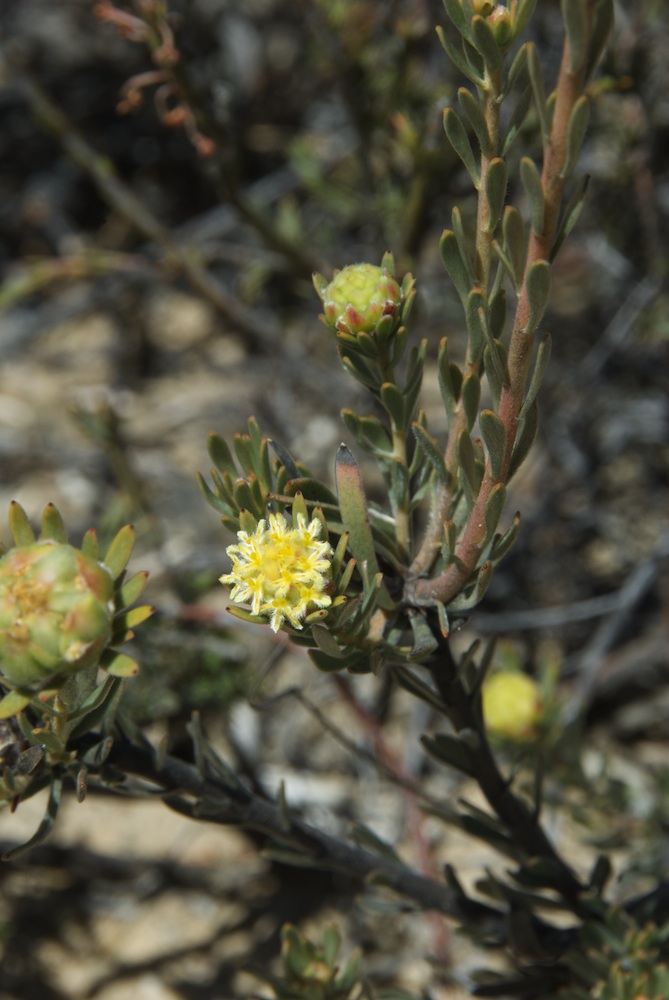 Proteaceae Leucadendron nitidum