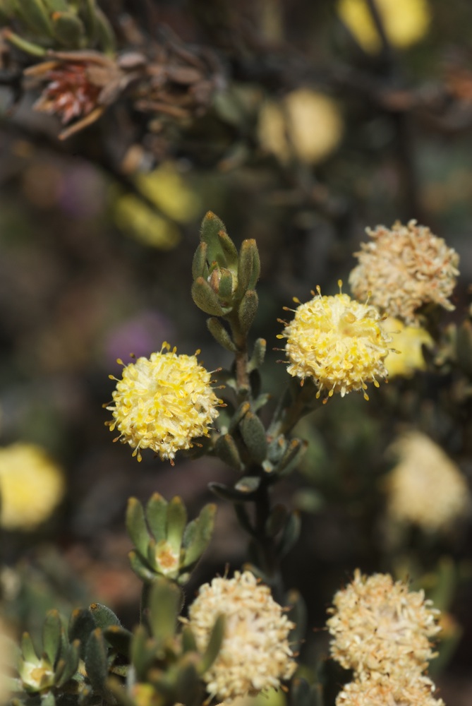 Proteaceae Leucadendron nitidum
