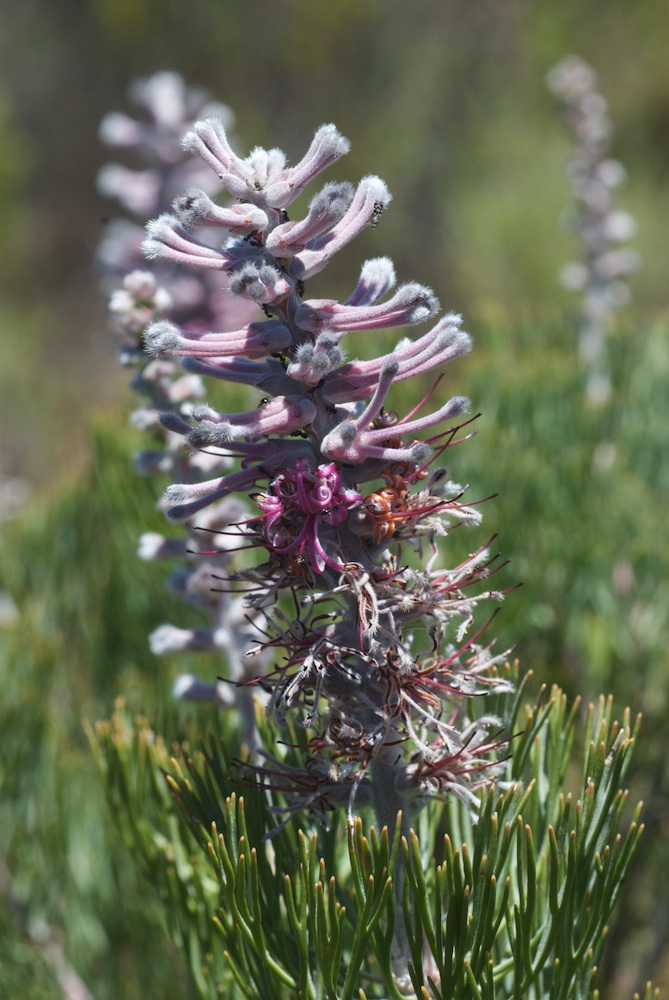 Proteaceae Paranomus bracteolaris