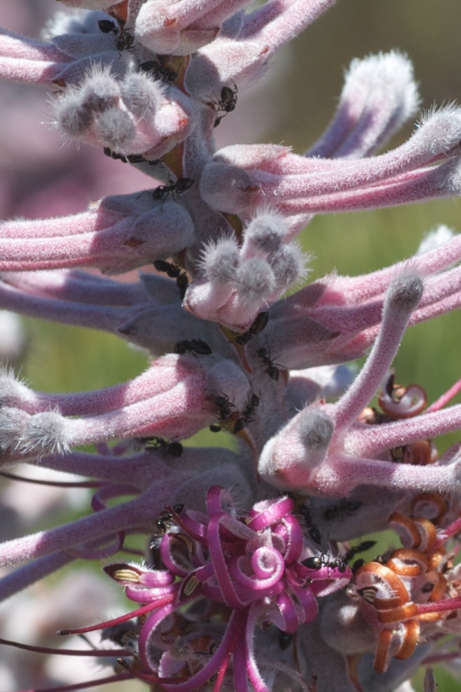 Proteaceae Paranomus bracteolaris
