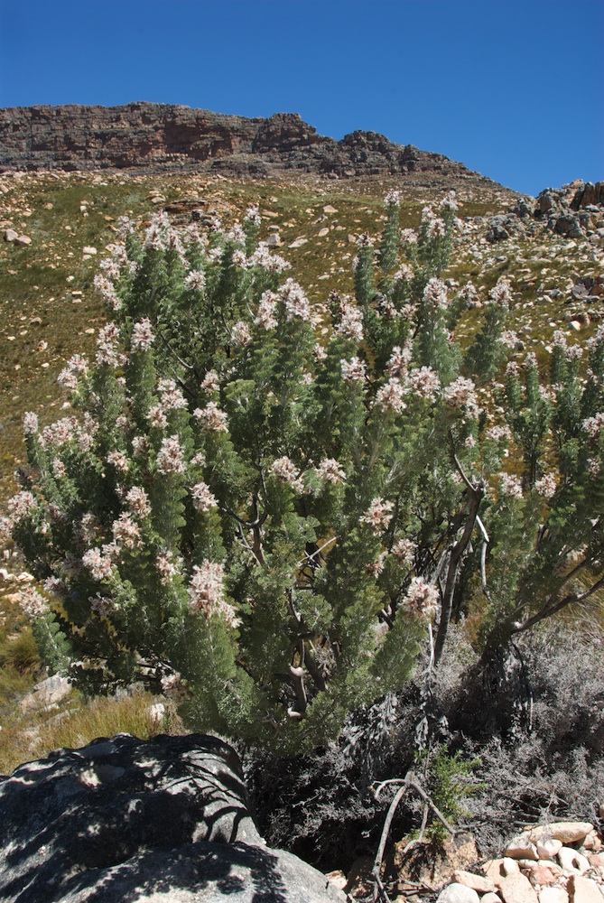 Proteaceae Paranomus tomentosus