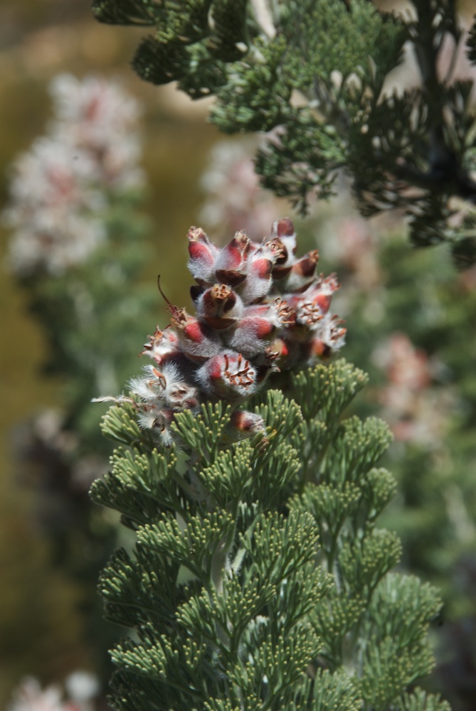 Proteaceae Paranomus tomentosus