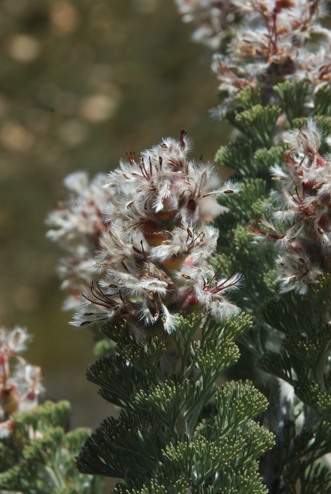Proteaceae Paranomus tomentosus