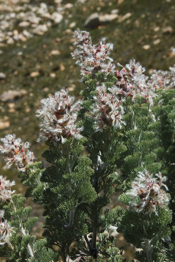Proteaceae Paranomus tomentosus