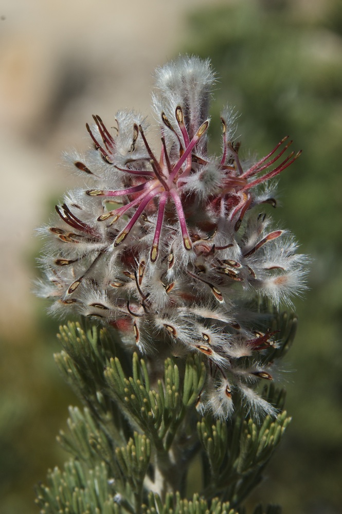 Proteaceae Paranomus tomentosus