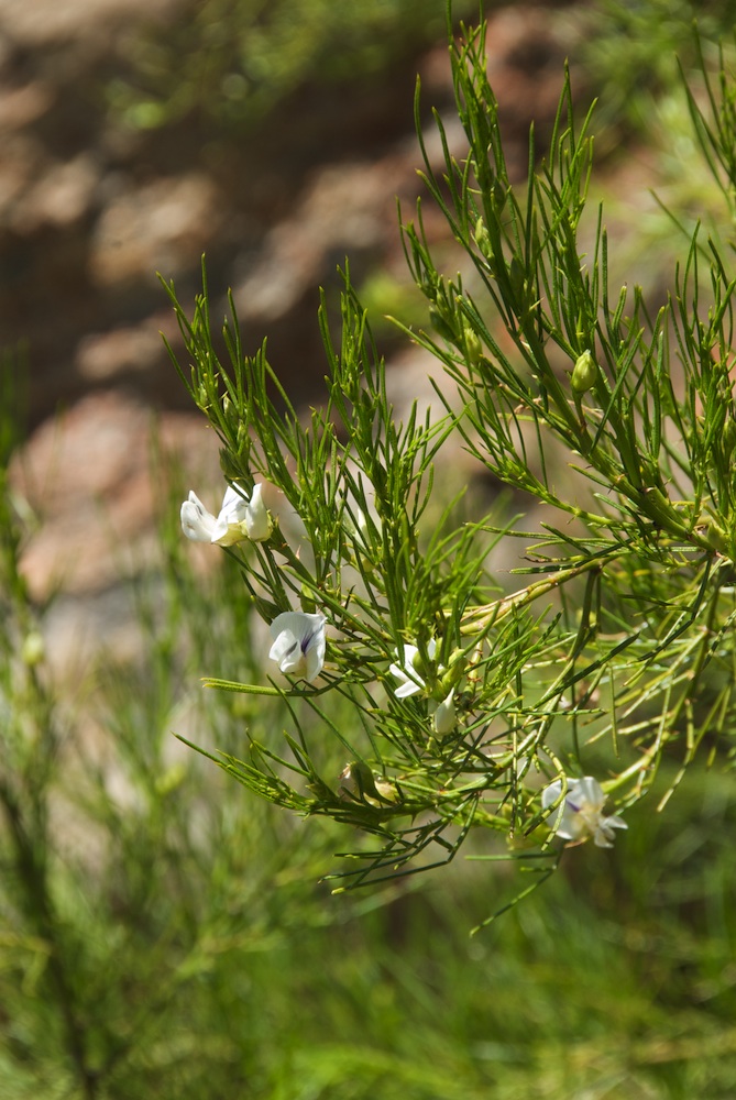Fabaceae Psoralea oreopola