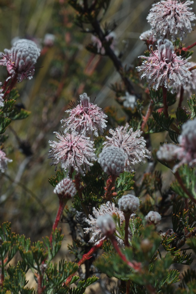 Proteaceae Serruria aitonii