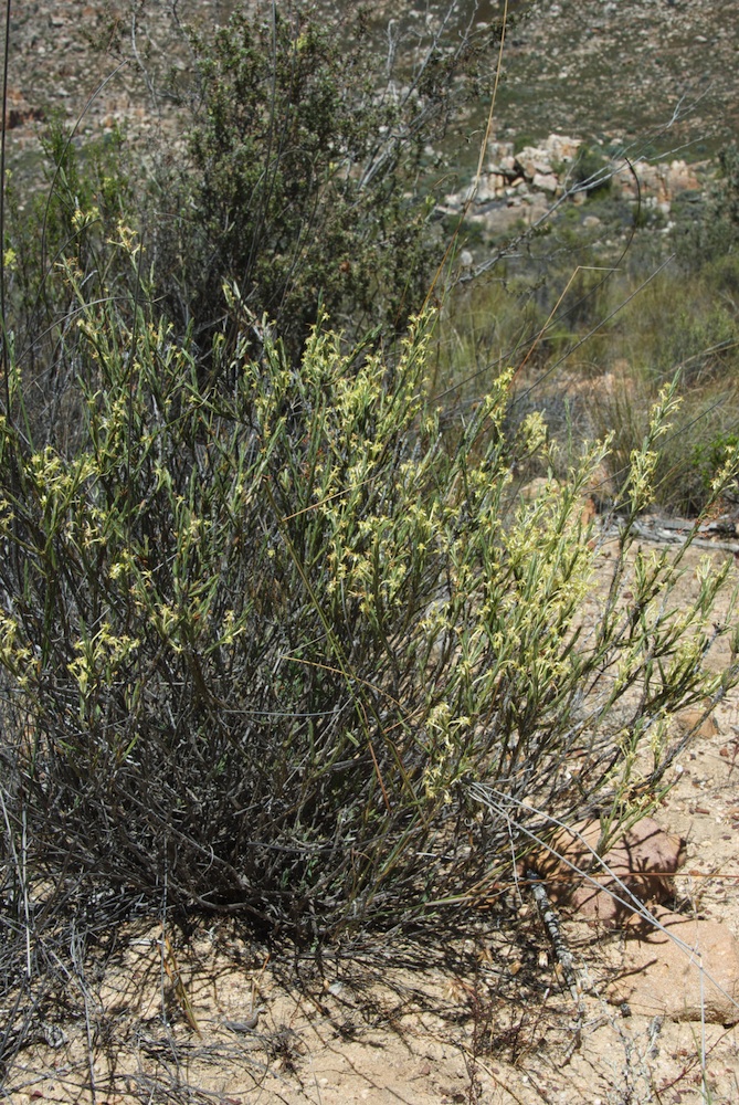 Thymelaeaceae Struthiola ciliata