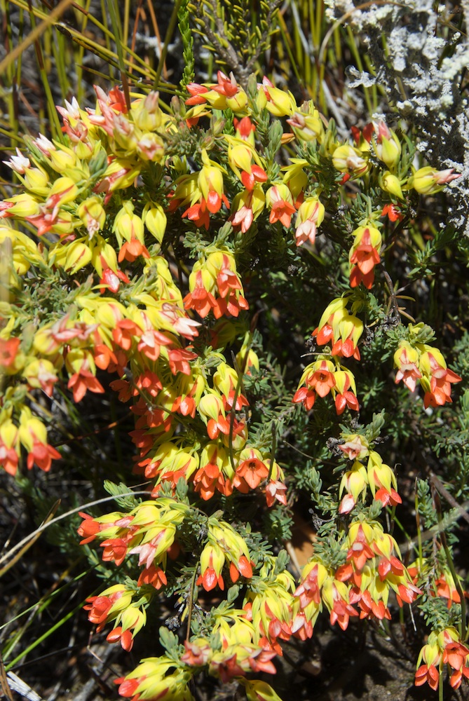 Ericaceae Erica thunbergii