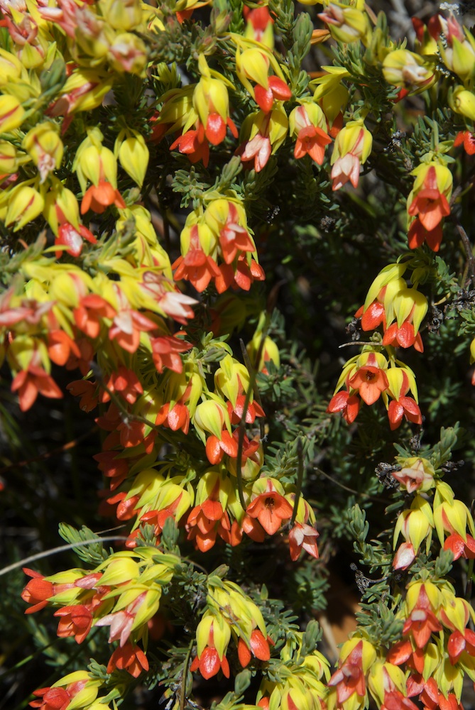 Ericaceae Erica thunbergii