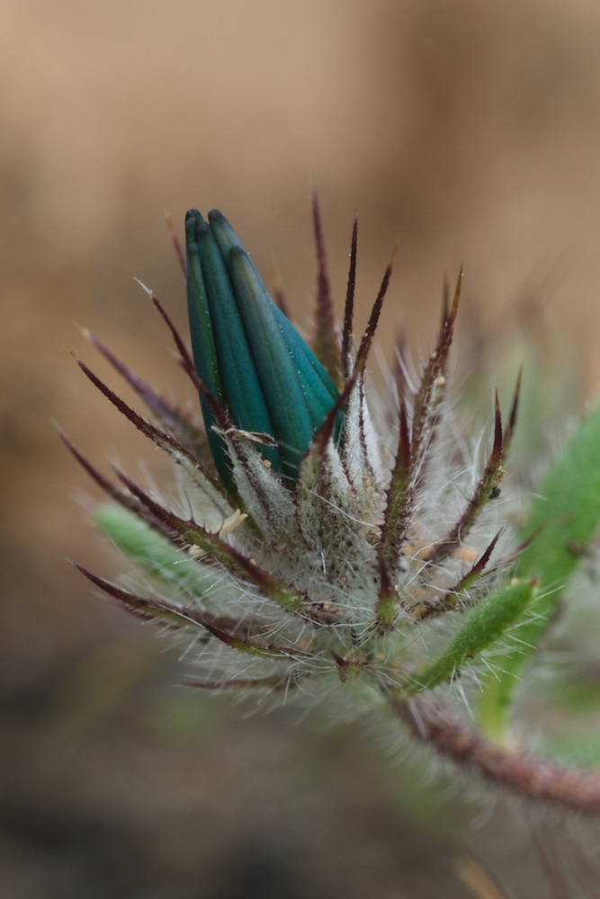 Asteraceae Gorteria personata