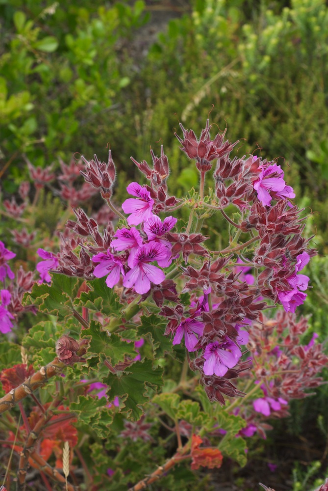 Geraniaceae Pelargonium cucullatum