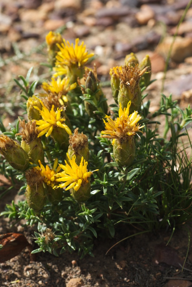 Asteraceae Pteronia hutinsoniana