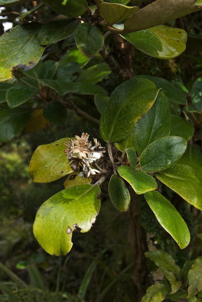 Asteraceae Brachyglottis elaeagnifolia