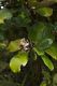 image of Brachyglottis elaeagnifolia