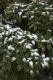 image of Brachyglottis elaeagnifolia