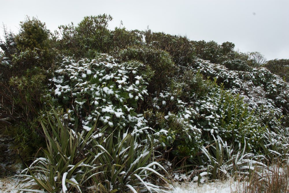 Asteliaceae Astelia fragrans