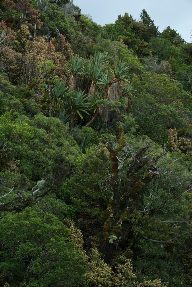 Asparagaceae Cordyline indivisa