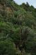image of Cordyline indivisa