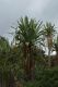 image of Cordyline indivisa