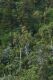 image of Cordyline indivisa