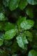 image of Brachyglottis repanda