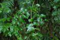 image of Coriaria arborea
